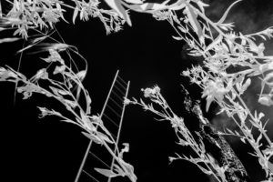 zoom on art, zoomonart, vendita arte online fotografia, artista emergente